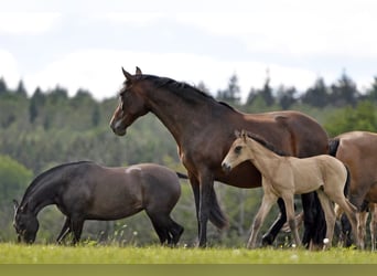 PRE, Stallion, Foal (05/2024), 15,3 hh, Dun