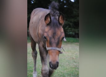 PRE Mix, Stallion, Foal (01/2025), 15,2 hh, Brown