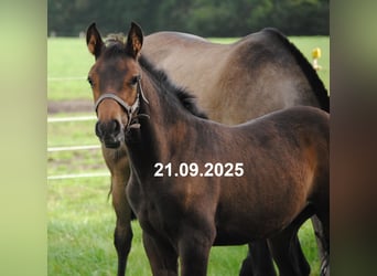 PRE Mix, Stallion, Foal (01/2025), 15,2 hh, Brown