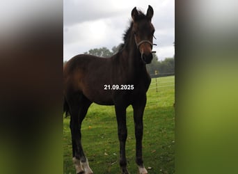 PRE Mix, Stallion, Foal (01/2025), 15,2 hh, Brown