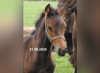 PRE Mix, Stallion, Foal (01/2025), 15,2 hh, Brown