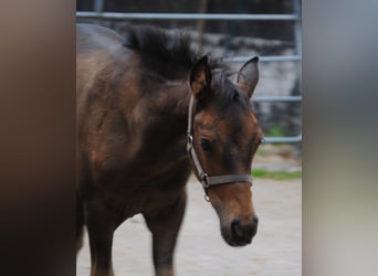 PRE Mix, Stallion, Foal (01/2025), 15,2 hh, Brown