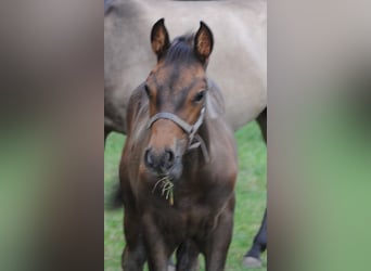PRE Mix, Stallion, Foal (01/2025), 15,2 hh, Brown