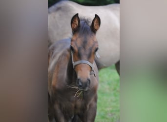 PRE Mix, Stallion, Foal (01/2025), 15,2 hh, Brown