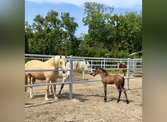PRE, Stallion, Foal (08/2025), 15,2 hh, Brown