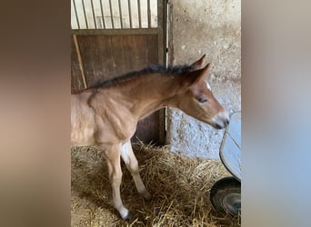 PRE, Stallion, , 15,2 hh, Brown