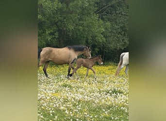 PRE, Stallion, , 15,2 hh, Brown