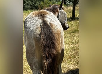 PRE, Stallion, Foal (03/2025), 15,2 hh, Buckskin