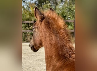 PRE, Stallion, Foal (07/2025), 15,2 hh, Chestnut-Red