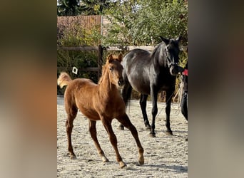 PRE, Stallion, Foal (07/2025), 15,2 hh, Chestnut-Red