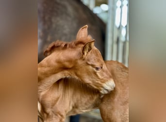 PRE, Stallion, Foal (07/2025), 15,2 hh, Chestnut-Red