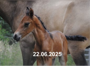 PRE Mix, Stallion, Foal (01/2025), 15,2 hh, Pearl