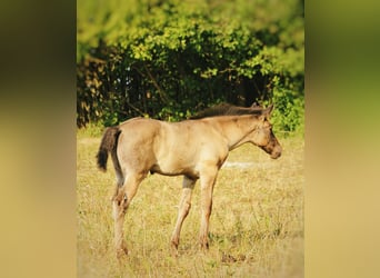PRE, Stallion, Foal (05/2026), 16.1 hh, Black