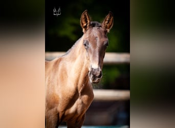 PRE, Stallion, , 16.1 hh, Black