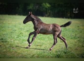 PRE, Stallion, Foal (03/2024), 16.1 hh, Black