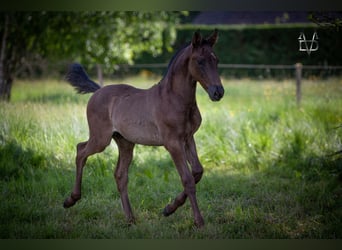 PRE, Stallion, Foal (03/2024), 16.1 hh, Black