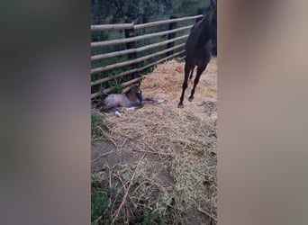 PRE Mix, Stallion, Foal (04/2025), 16.1 hh, Buckskin