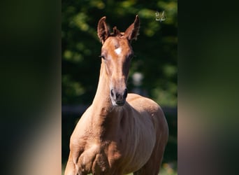 PRE, Stallion, Foal (04/2024), 16.1 hh, Chestnut-Red