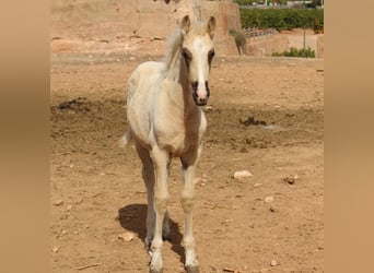 PRE, Stallion, Foal (01/2024), 16.1 hh, Palomino