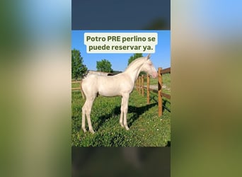 PRE, Stallion, Foal (04/2026), 16.1 hh, Perlino