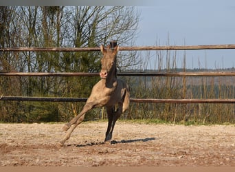 PRE, Stallion, Foal (03/2026), 16.2 hh, Pearl