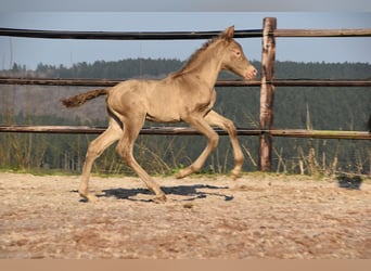 PRE, Stallion, Foal (03/2026), 16.2 hh, Pearl
