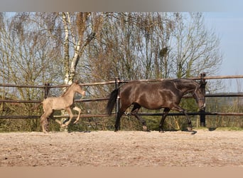 PRE, Stallion, Foal (03/2026), 16.2 hh, Pearl