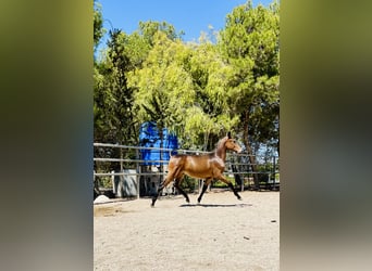 PRE, Stallion, Foal (01/2024), 16 hh, Bay-Dark