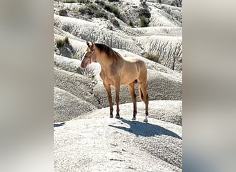 PRE, Stallion, Foal (01/2024), 16 hh, Bay-Dark