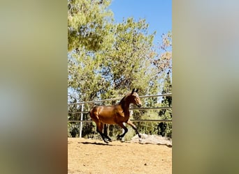 PRE, Stallion, Foal (01/2024), 16 hh, Bay-Dark