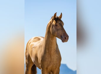 PRE, Stallion, Foal (01/2024), 16 hh, Bay-Dark