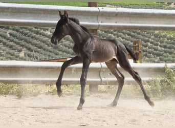 PRE, Stallion, , 16 hh, Black
