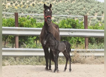 PRE, Stallion, , 16 hh, Black