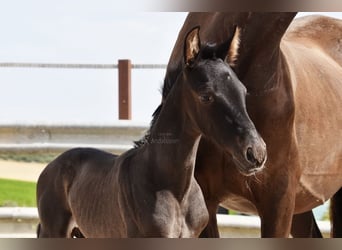 PRE, Stallion, , 16 hh, Black
