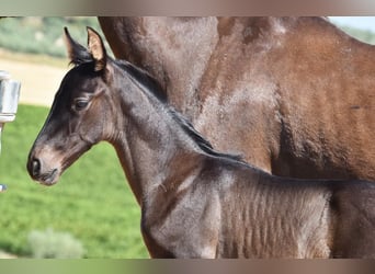 PRE, Stallion, , 16 hh, Black