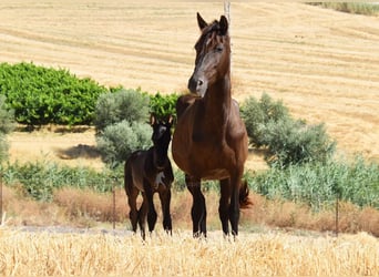 PRE, Stallion, , 16 hh, Black