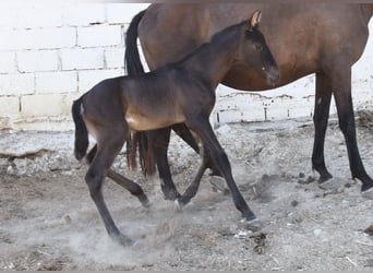 PRE, Stallion, , 16 hh, Black