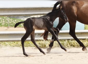 PRE, Stallion, , 16 hh, Black