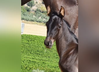 PRE, Stallion, , 16 hh, Black