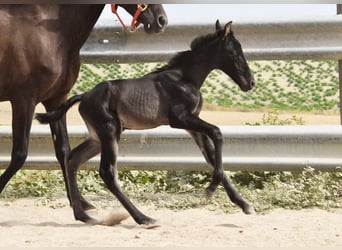PRE, Stallion, , 16 hh, Black