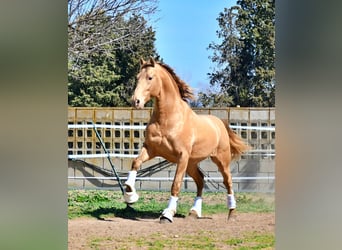PRE, Stallion, Foal (05/2024), 16 hh, Brown