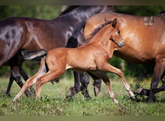 PRE, Stallion, Foal (05/2024), 16 hh, Brown