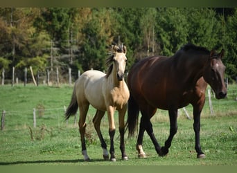 PRE, Stallion, Foal (03/2026), 16 hh, Buckskin