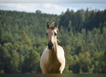 PRE, Stallion, Foal (03/2026), 16 hh, Buckskin