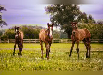 PRE, Stallion, Foal (04/2023), 16 hh, Can be white
