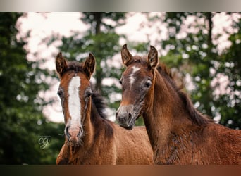 PRE, Stallion, Foal (04/2023), 16 hh, Can be white