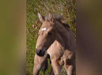 PRE, Stallion, Foal (03/2026), 16 hh