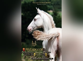 PRE, Stallion, Foal (03/2025), 16 hh, Dun