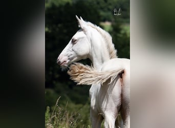 PRE, Stallion, , 16 hh, Dun