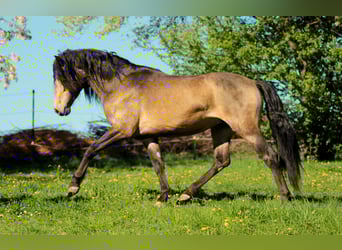 PRE, Stallion, , 16 hh, Dun